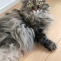 美人な長毛・短足マンチカンちゃん♩