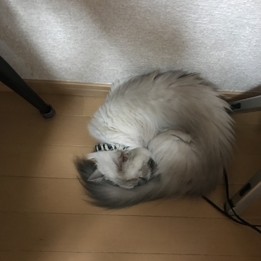 神奈川は、秋のように 少し冷えてきた。タルトも、まん丸。