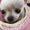 チワワ優雅の家族をお待ちしてます！