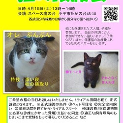 猫の譲渡会　子猫から大人猫まで　子猫のお世話が得意なぶんぶんくんも参加！