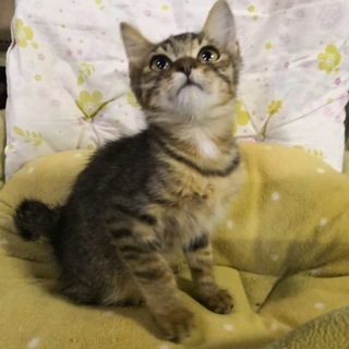 きじりくん☆甘えん坊