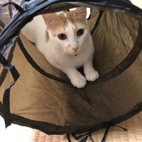 ライト