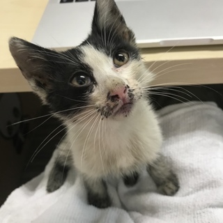 保護した、人なつこいハチワレの子猫