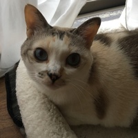 ルーシー