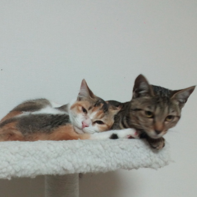 みーにゃとりぷるのカバー写真