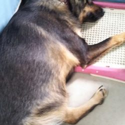 うめちゃんとお散歩