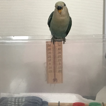 フチまで翔べるようになりました！