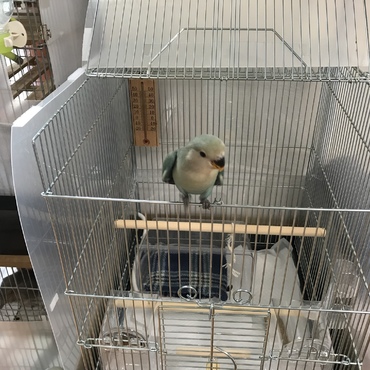 9/9 ケージデビューしました♪