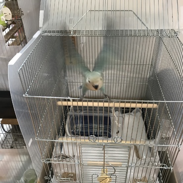 日に日に飛ぶのが上手に…
