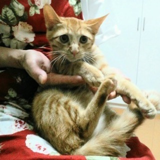 みかんくん　　5ヶ月くらいの男の子