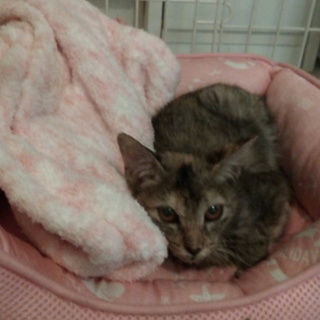 大切に飼ってくださるかた