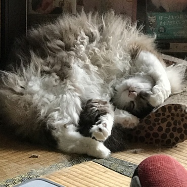 ソラの写真