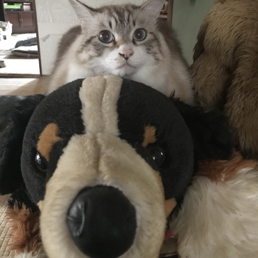ソラの写真