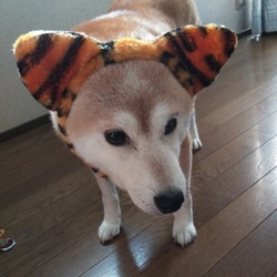 にゃんこ葵(=^・^=)