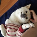 人懐っこさ100%、超甘えん坊の白柴です
