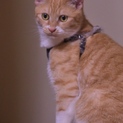 茶トラの成猫（名前:陽葵（ひなた））