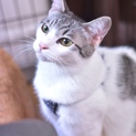 白黒の成猫（名前:珠優（しゅう））