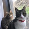 ゆっきーねこらぶ