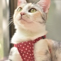 三毛猫の成猫（名前:美華（りは））