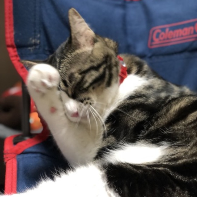 ゆっきーねこらぶのカバー写真