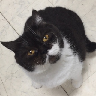 足長&短毛マンチカン女の子