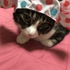 似合う？