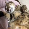 眠いにゃ〜