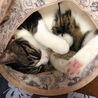 眠いにゃ〜