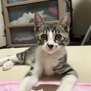保護されたにゃんよ(=^・^=)