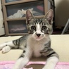 保護されたにゃんよ(=^・^=)