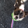 少しシャイですが、抱っこ好きの甘えんぼ、犬も好き サムネイル2