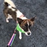 少しシャイですが、抱っこ好きの甘えんぼ、犬も好き サムネイル7