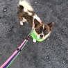 少しシャイですが、抱っこ好きの甘えんぼ、犬も好き サムネイル5
