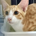 ピンクの肉球・白のソックス、人気の茶白くんです