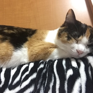 三毛猫のメス2歳の里親募集