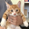 ただ今800g超美猫5兄妹たちペアで
