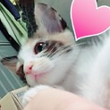 保護した子猫です！生後2ヶ月ぐらい