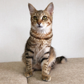 美猫！抱っこ大好き！あまごろ猫ひまわりちゃん！