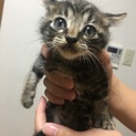 助けてください。子猫です。