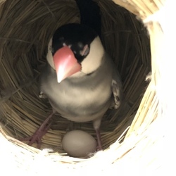 卵詰まり?