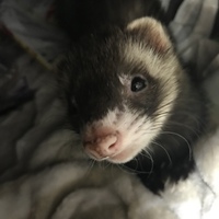 さすけJr.