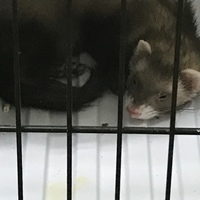 むさし
