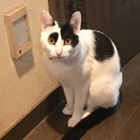 マチコ