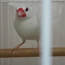 白