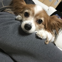 らん