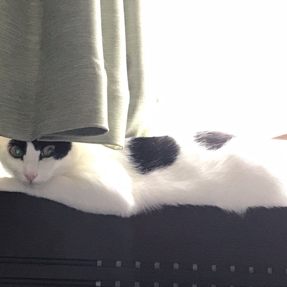 マチコのカバー写真
