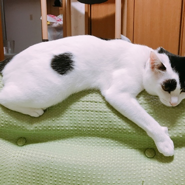 大好きなソファにしがみつく