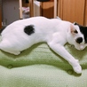 大好きなソファにしがみつく