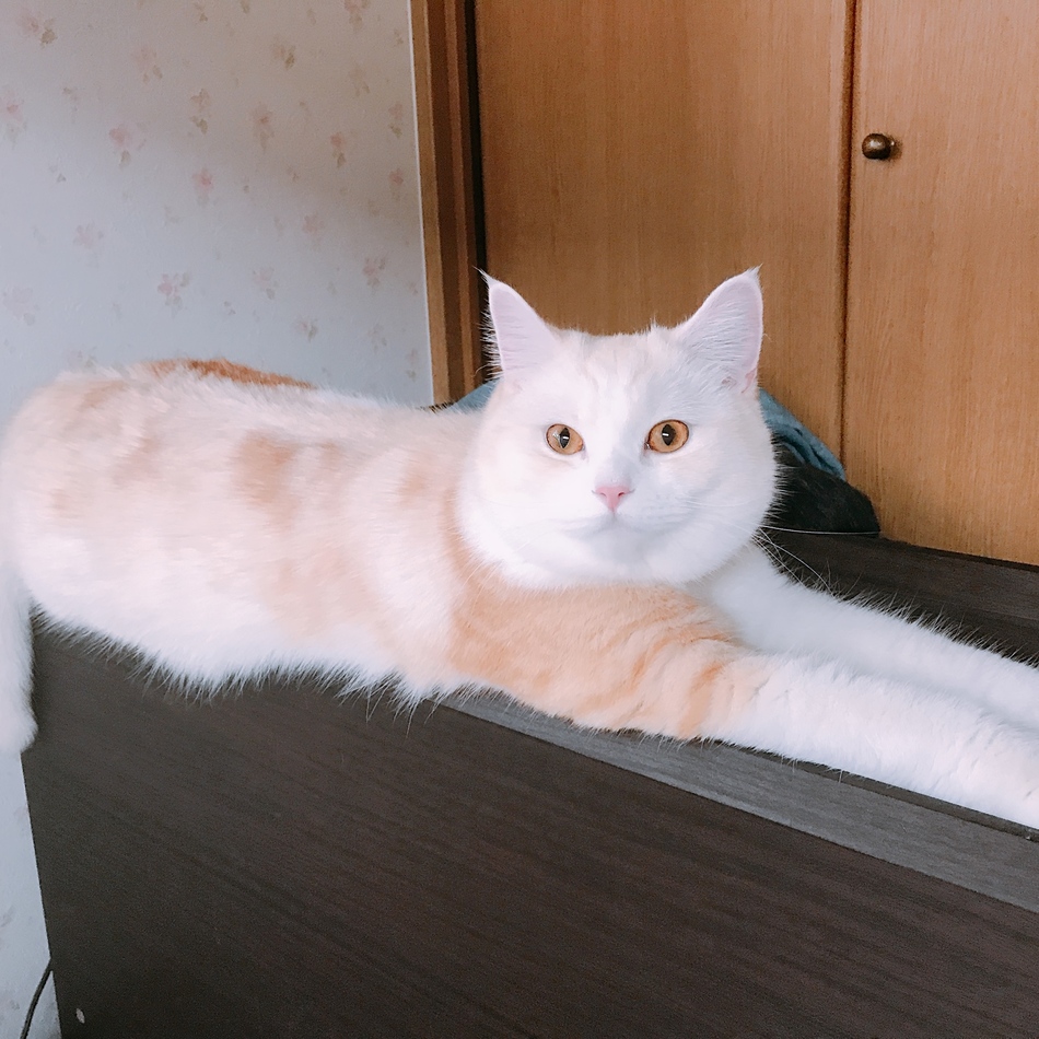コテツのカバー写真