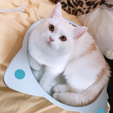 猫鍋が好きです